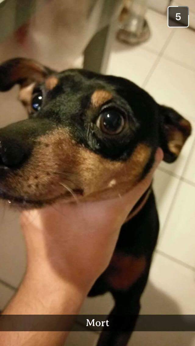 NeckDogs's tweet image. #NeckDogsChallenge