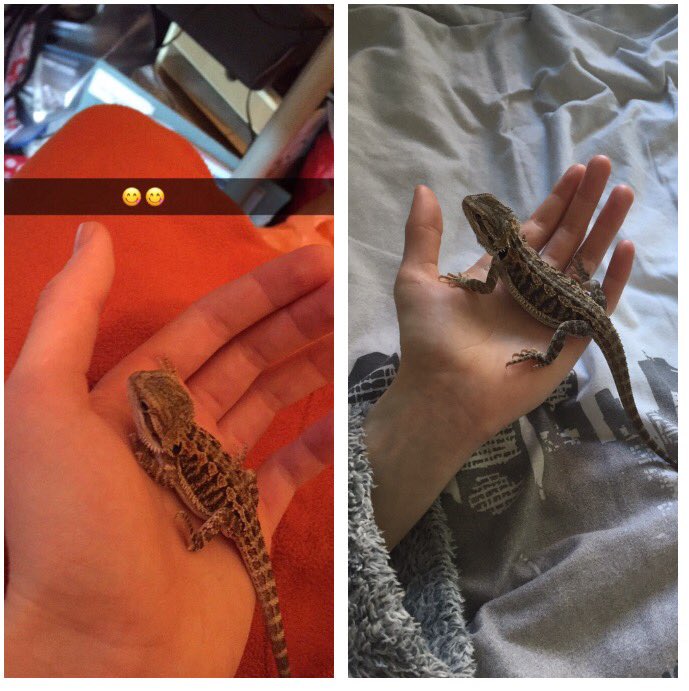 JRichey01's tweet photo. They grow so fast 😢😍 @ProSyndicate @ScottSorleyyy https://t.co/9rsYqj9lDA