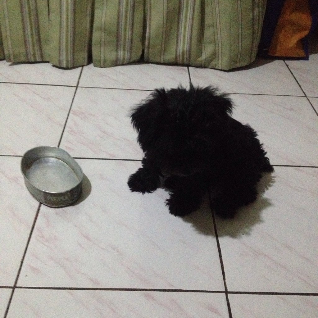 OcimPowers's tweet photo. Wassup bitch (female dog) 🐶 #kinagatngpuppy #imyourpuppy #puppychulo https://t.co/ZPjJ2befo7