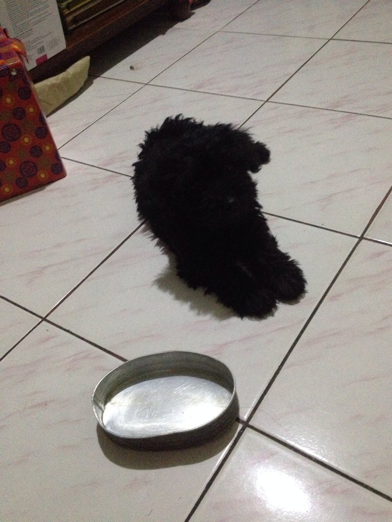 OcimPowers's tweet photo. Wassup bitch (female dog) 🐶 #kinagatngpuppy #imyourpuppy #puppychulo https://t.co/ZPjJ2befo7