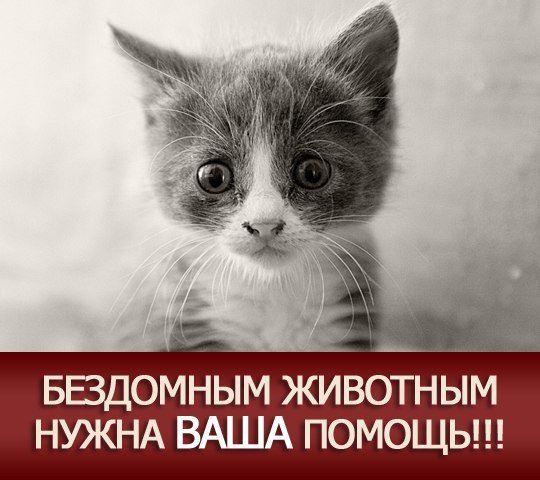 Typical_Asbest's tweet image. #ПомощьБездомнымЖивотным
ОЧЕНЬ НУЖНА ПОМОЩЬ!!! СБОР СРЕДСТВ НА СТЕРИЛИЗАЦИЮ БЕЗДОМЫШЕЙ!
vk.com/asbestlive?w=w…