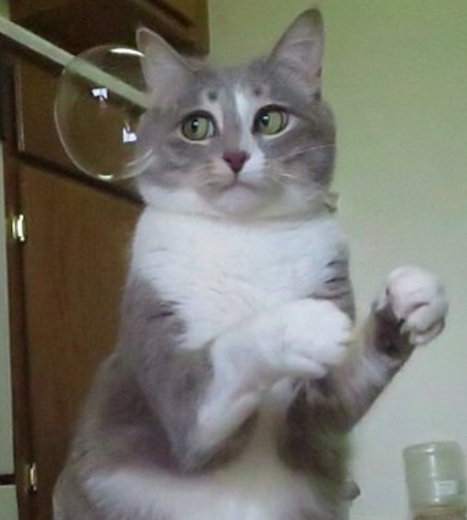 bapandcats's tweet photo. https://t.co/mRdI6qbZYN