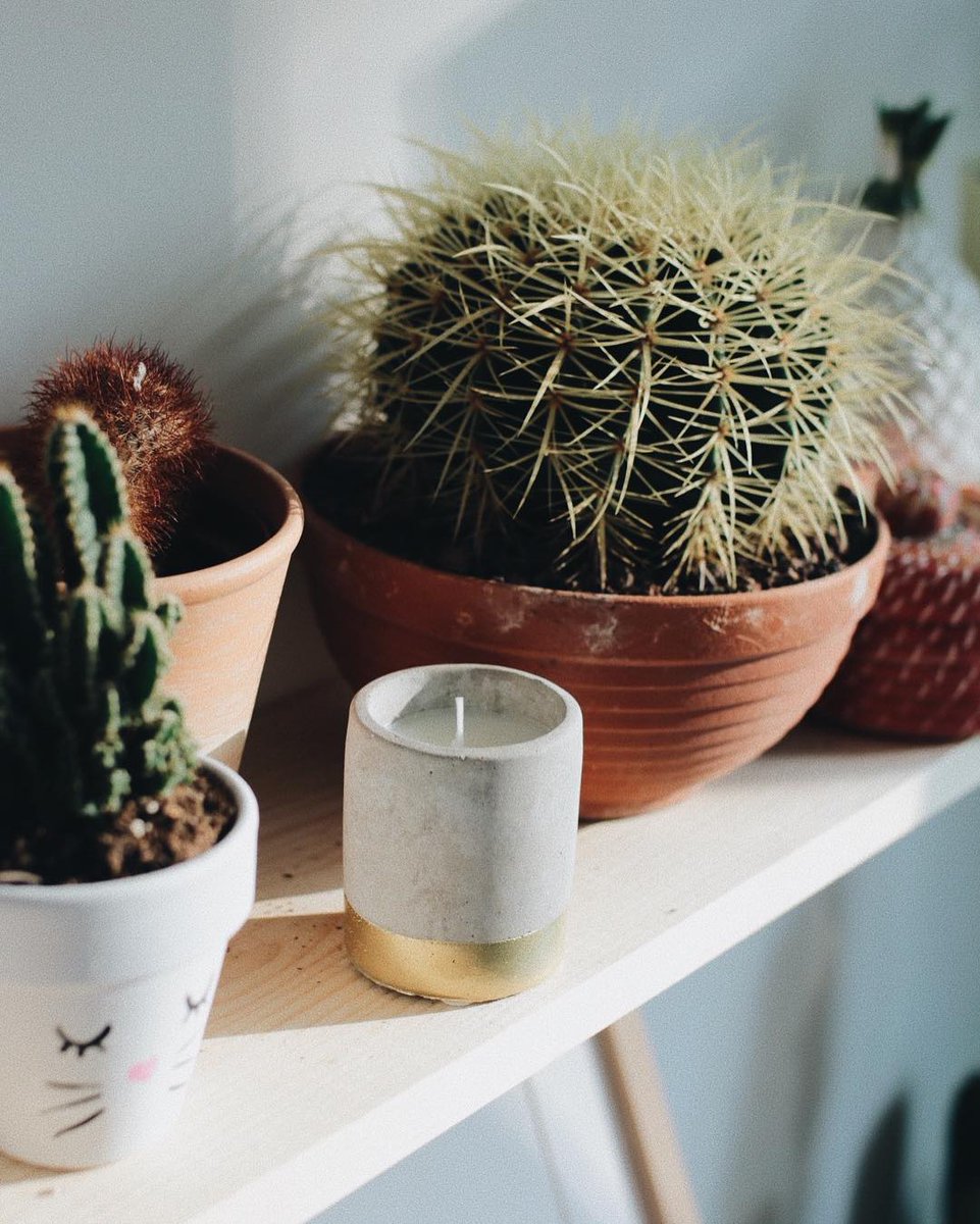 PaddywaxCandles's tweet photo. Sit down, light a candle, and watch the morning shadows.

Get this candle: https://t.co/um1ioi3JRk

📷: @Sp4nkBlog https://t.co/qUXRKr7Ijt