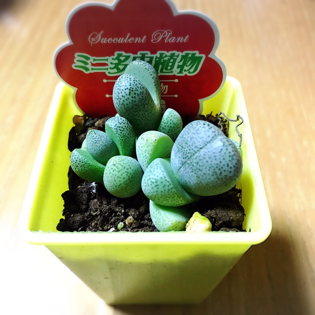 Ka様用です¨*•.¸♬︎ MICAZUKIshizuca on X