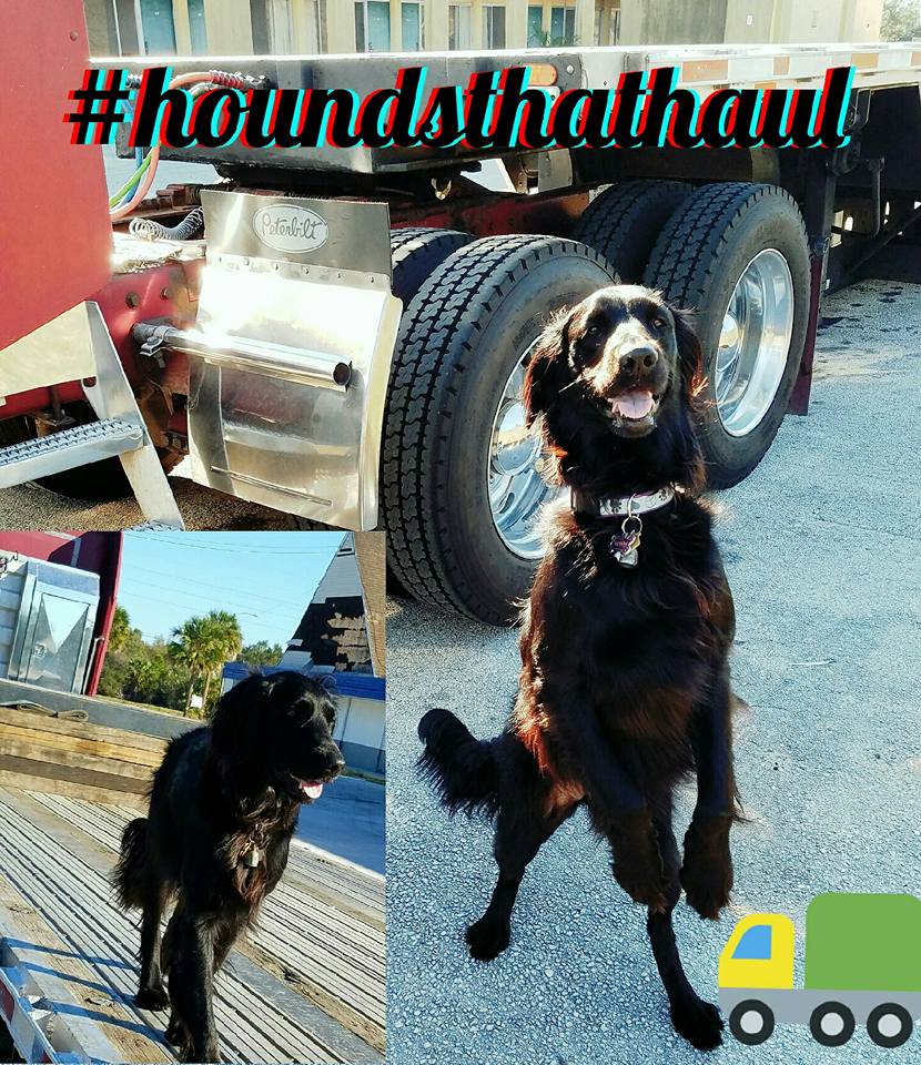 HaulHound's tweet image. We strongly support #cabcompanions that aid #drivers on the road, so we've got tips for trucking with your pets! ow.ly/DapS309hHxa