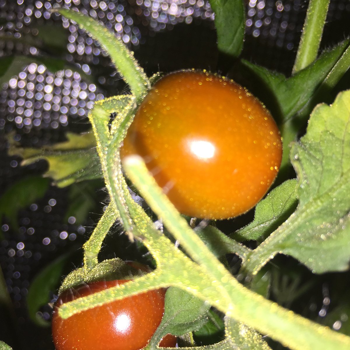 kikai_tomato's tweet photo. Finally, Tomato got fist red fruits.
Harvest is coming soon.
#PersonalFoodComputer https://t.co/Iph8dY8rLT