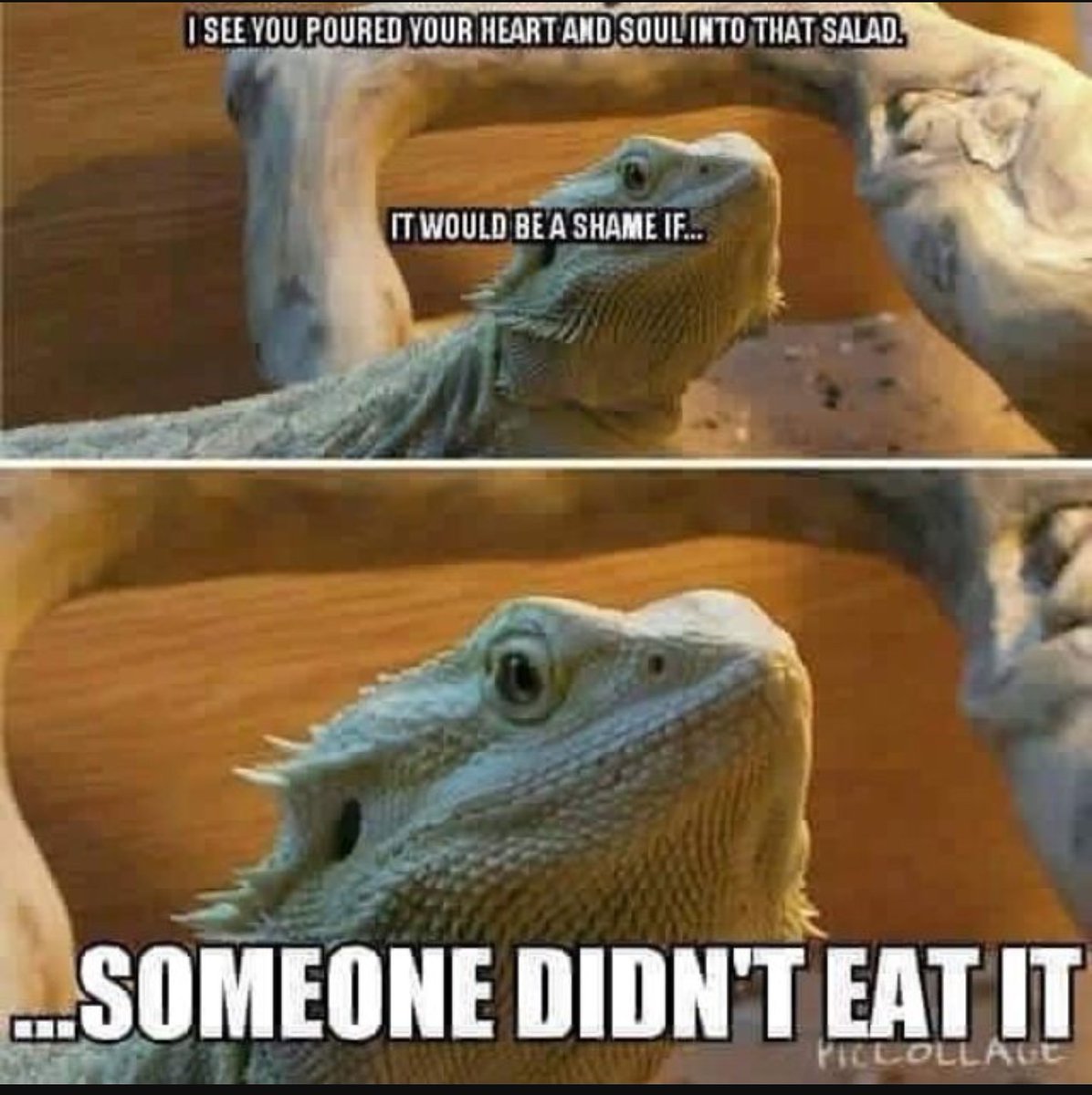 Reptile Problems (@reptileprobs) on Twitter photo 