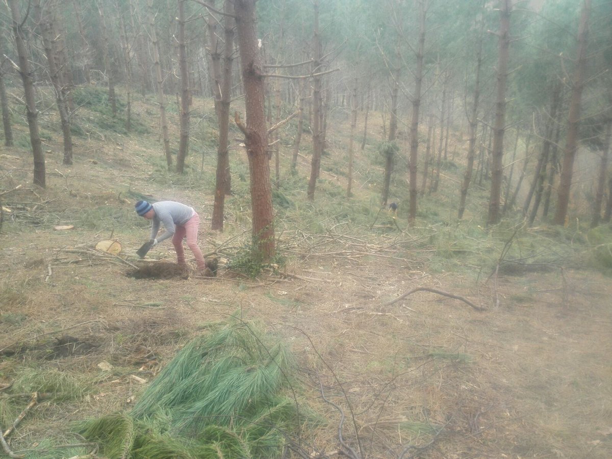 Basozainak_Gipu's tweet photo. #Jaizkibelen interes bereziko habitata den eremua berreskuratzeko landaketa lanak egiten #gurbitza #gorostia eta #ametza landareak aldatzen. https://t.co/GWeVmb6113