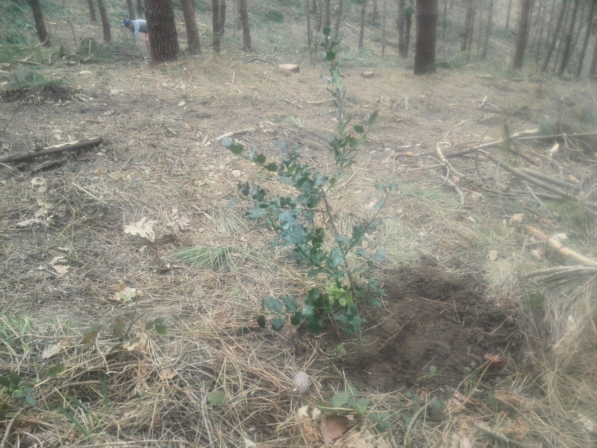 Basozainak_Gipu's tweet photo. #Jaizkibelen interes bereziko habitata den eremua berreskuratzeko landaketa lanak egiten #gurbitza #gorostia eta #ametza landareak aldatzen. https://t.co/GWeVmb6113