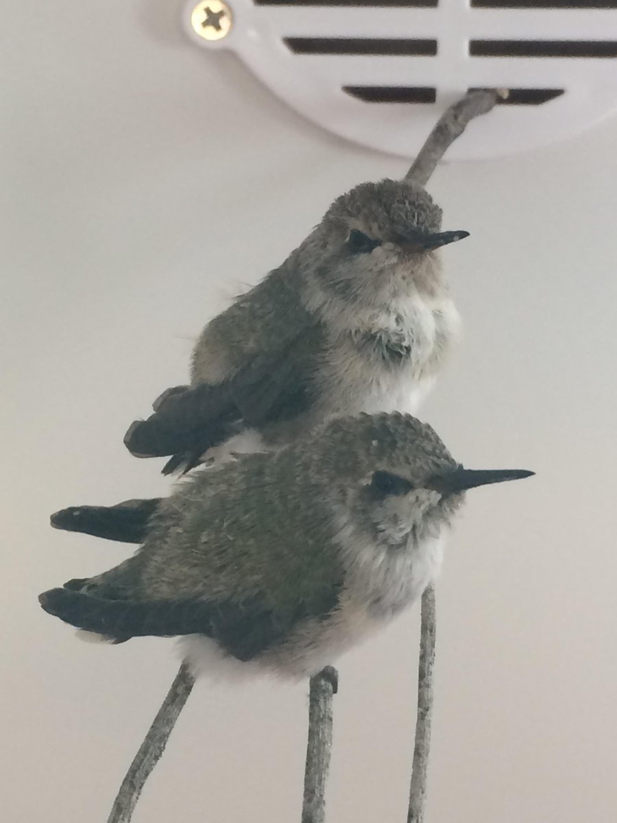 livingdesert's tweet photo. Rehab's first chicks of the season! #chicksDigUs #rehabRocks #theLivingDesert https://t.co/1BXznqhxDD