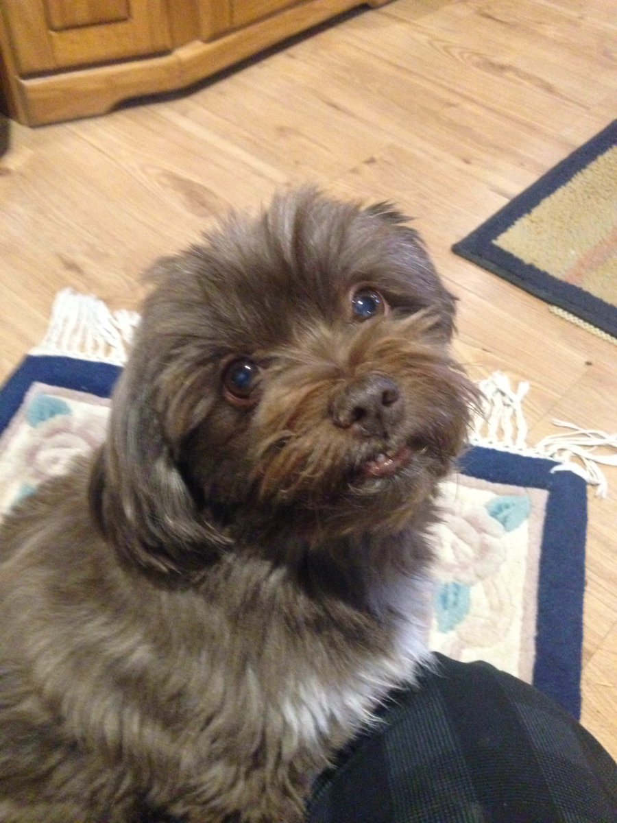 MitzaPlix's tweet photo. #Ewok attack!
#ANFSCD #WhoIsRicky #writerslife #StarWars #StarWarsRebels #SundayMorning #indiedev #gamedev #amwriting #dogsoftwitter @yosp https://t.co/kDZBx8ewmo