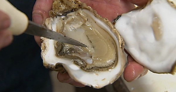 climatehawk1's tweet image. 'One morning we came in and everything was dead': #Climate change and Oregon oysters | @KVALnews kval.com/news/local/one…