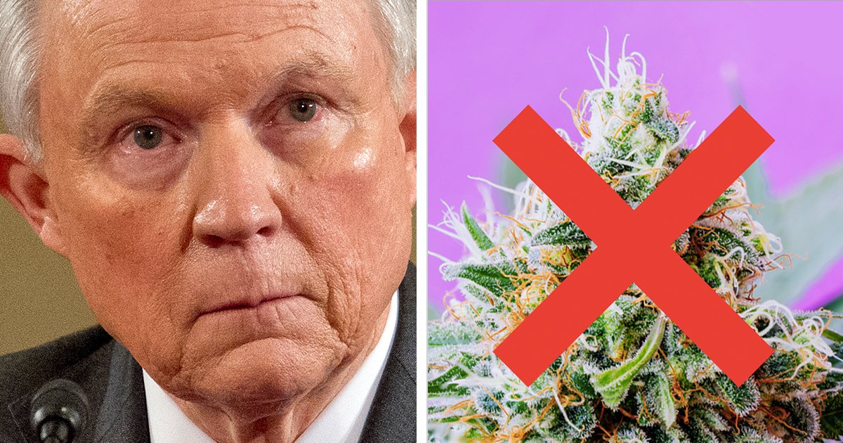 CoastCannaFarms's tweet photo. Jeff Sessions Just Revealed the Nonsensical Reason He Opposes Legal Marijuana https://t.co/isCrucalPO https://t.co/Ejjcqdq0YA