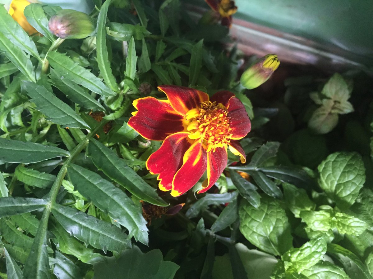 Our #PolyBot-grown plants are soaking up the Austin sun! Next stop, <a href="/SXSWedu/">SXSW EDU</a>.