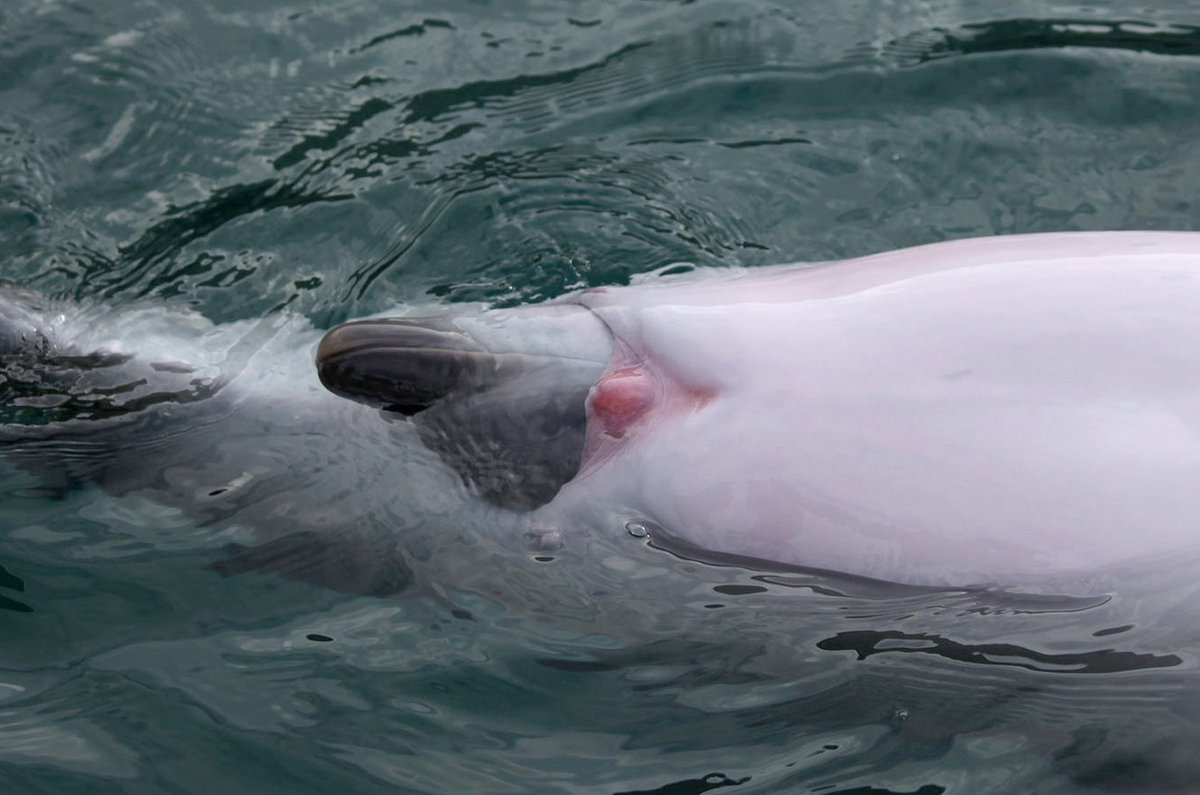 Cyberiguana Q イルカやシャチもクリ勃起しますか A シャチは親指2個分 イルカは１個分ぐらいです 丁度良い 大きさですね