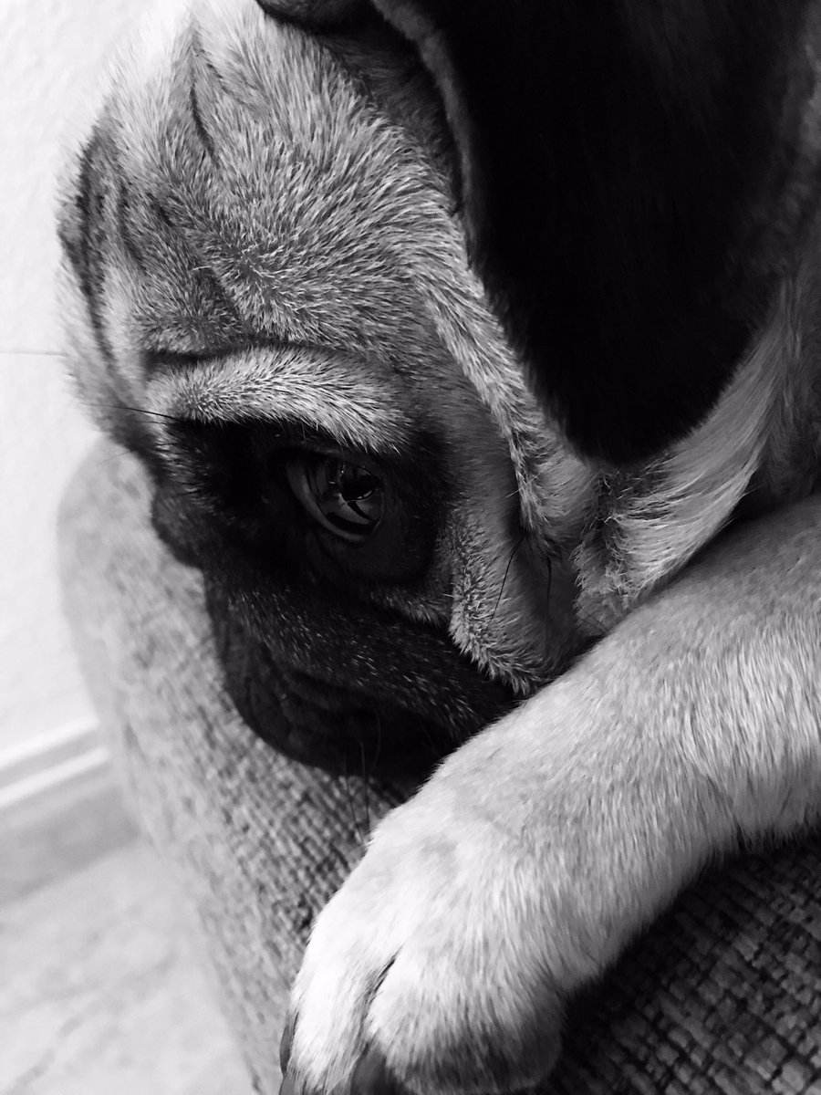 Amor perruno #manuela #mypug