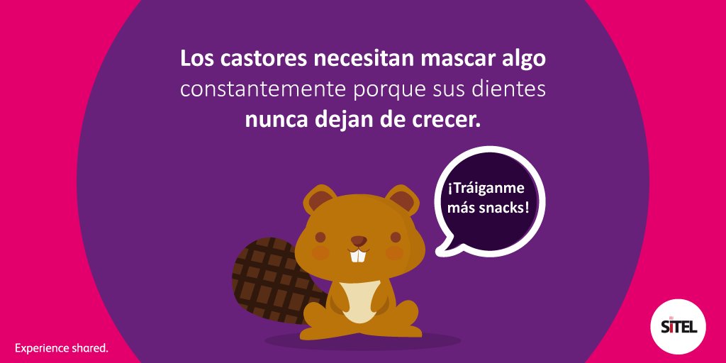 Sitel_Nic's tweet photo. Los dientes delanteros de los castores nunca dejan de crecer, debido a que SIEMPRE están masticando madera, ¿lo sabías? #SITELodigo https://t.co/Dvy0CTL4og