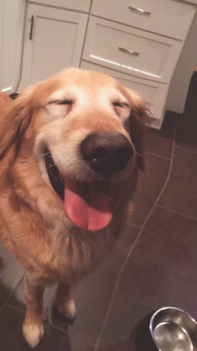 kphilo27's tweet photo. My favorite picture in all of history ever 🐶 https://t.co/CkjdqEoBFY