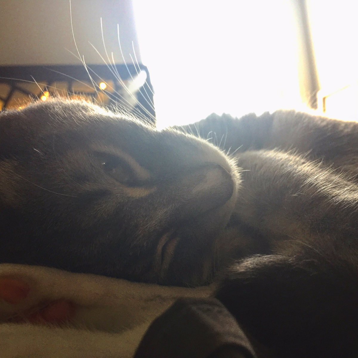 LifeOfAppaAndMo's tweet photo. Little Mo taking a nap in the sunshine! #cats #CatsOfTwitter #cute #nap #happy #pretty https://t.co/whdmvpXiPo