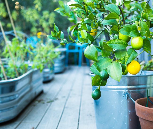 passthepistil's tweet image. #SpringIn5Words Meyer Lemons and spring greens #gardenchat #SmallSpaceGardening @ExtravagantG @tracyblevins @JenMGardens @thefreckledrose