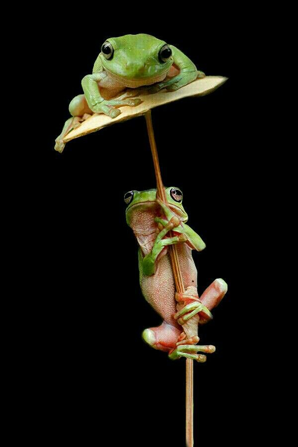 wyldeonion's tweet photo. Super Soul Sunday beautiful people💋🐸
#GoBold Blessings abound https://t.co/7joge1HYQ8