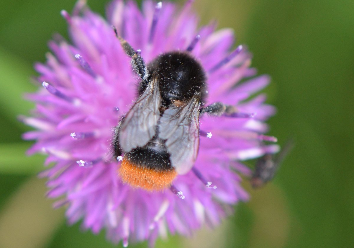 Britnatureguide's tweet photo. Red-tailed Bumblebee, fabulous! Around in UK during the summer months. https://t.co/epcje2os0Y https://t.co/T5pH59SQo5