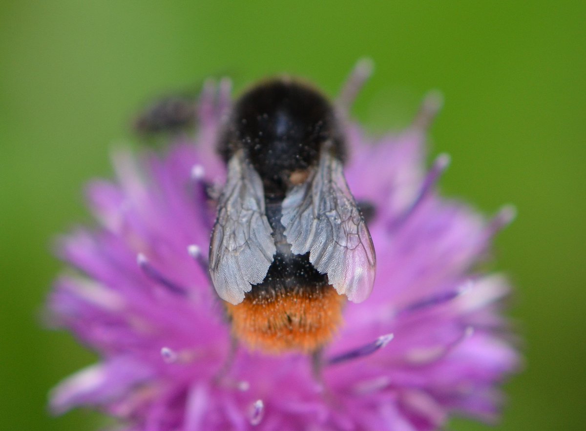 Britnatureguide's tweet photo. Red-tailed Bumblebee, fabulous! Around in UK during the summer months. https://t.co/epcje2os0Y https://t.co/T5pH59SQo5