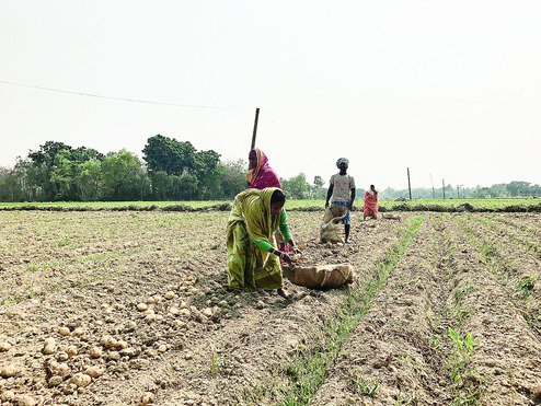PepsiCoIndia's tweet image. We're proud of our work with potato farmers in Bengal; working with them - providing them 360 degree support - goo.gl/zhxq9f