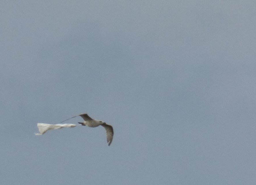 PinkfootedGus's tweet photo. Went gull-watching for the first time and found it alright. Didn't get the hoped-for lifer Iceland Gull. #gullwatching https://t.co/kPASAbvN5x