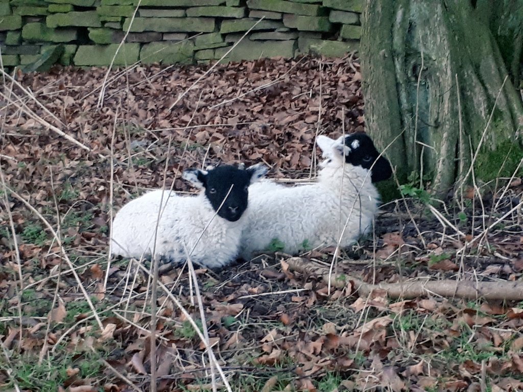 Double #lambselfie 
These are Ewedini's lambs who wait patiently for her to jump back over the wall. She can clear it now without the weight