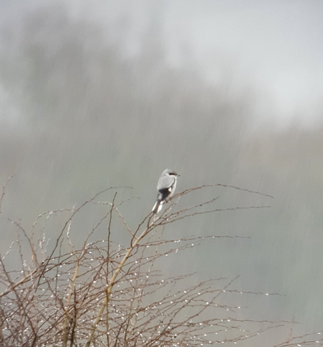 WildeAboutBirds's tweet photo. Drop dead gorgeous aren't they? Despite dreadful rain, the Great Grey Shrike present at Frodsham Marsh today performed fantastic! #Oooooff https://t.co/GomyYn2Te0