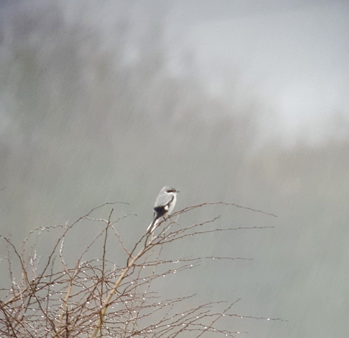 WildeAboutBirds's tweet photo. Drop dead gorgeous aren't they? Despite dreadful rain, the Great Grey Shrike present at Frodsham Marsh today performed fantastic! #Oooooff https://t.co/GomyYn2Te0