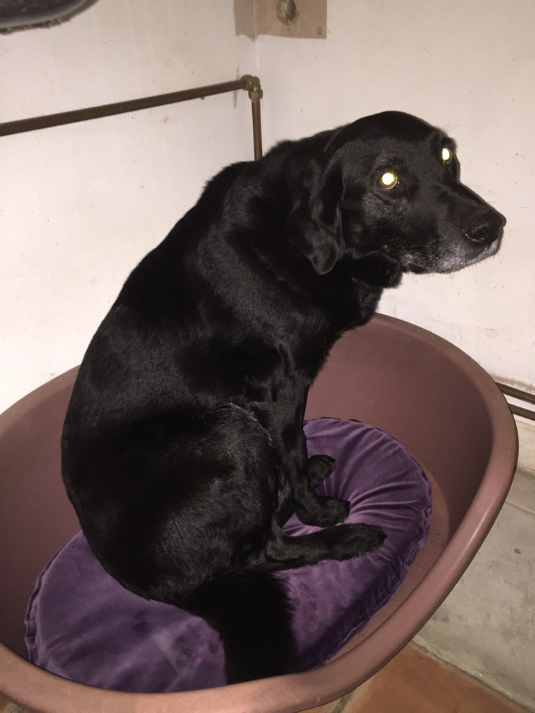 Not quite @MARKProduct standard upholstery but she seems pleased with the result @JohnMillerDsign