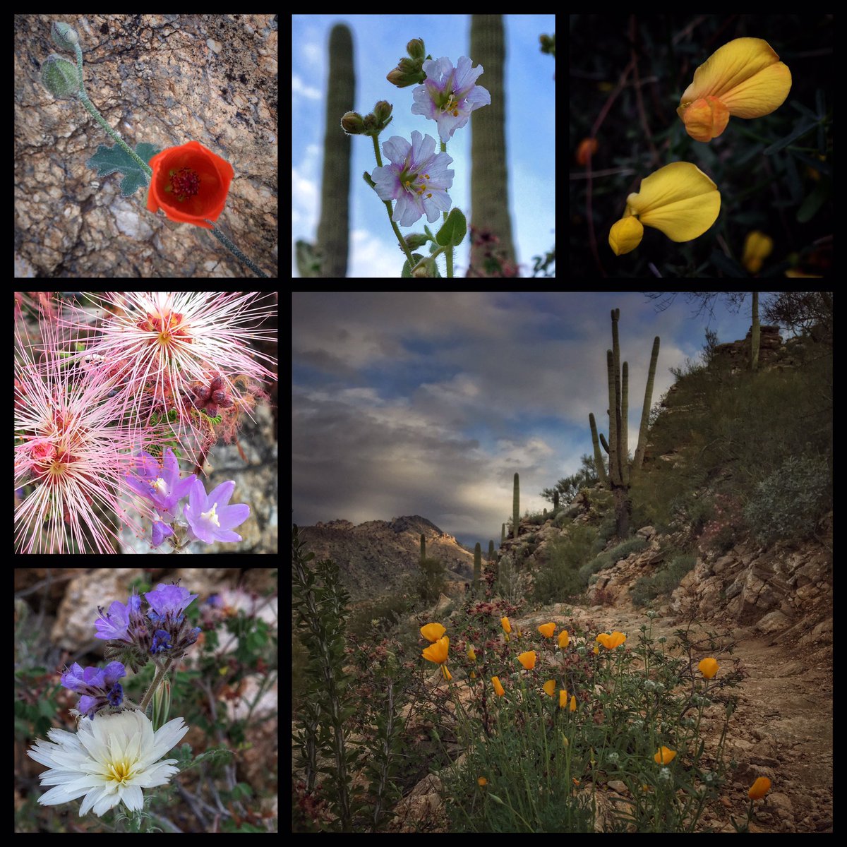 Allophile's tweet photo. Wildflowers coming out on Tucson's #PhonelineTrail... #azwildflowerwatch #trailrun @runtagit @SabinoCanyonAZ @VisitTucsonAZ https://t.co/gLeQD5GVw4