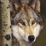 VerdesEquo_Ast's tweet photo. Tres años después, lo mantenemos: "La gestión del lobo en Asturias, un auténtico esperpento" #LoboVivo #YoVoy13mLobo https://t.co/LwKQvF7YyY https://t.co/Yiv5JKWld3