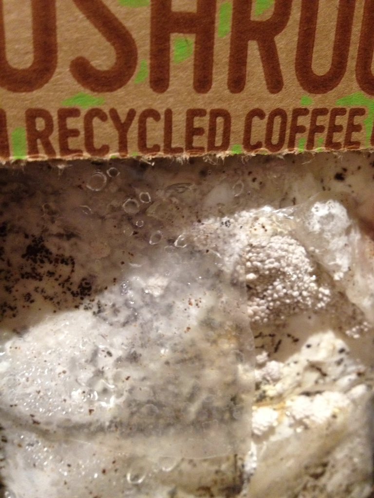 keithwmcmahon's tweet image. Day 4 and the pinhead mushrooms appear. @LordScroley @BeeInspiredbuzz @SurbitonFM @GroCycle