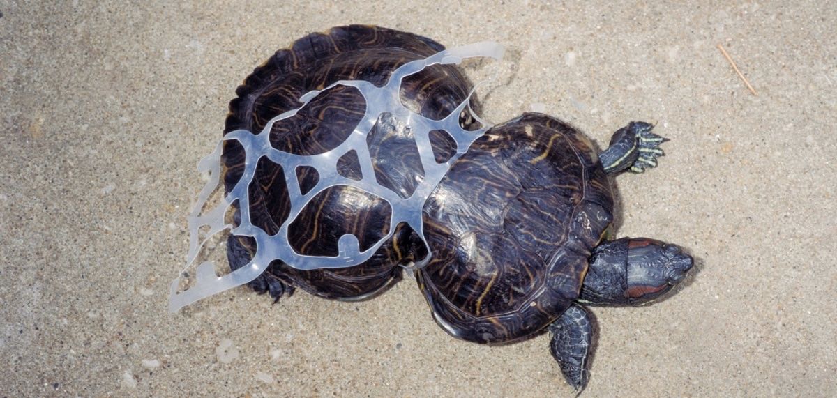 This turtle's shell was deformed by a piece of litter. See the good he's done since being rescued! u.pw/2mf6i1C