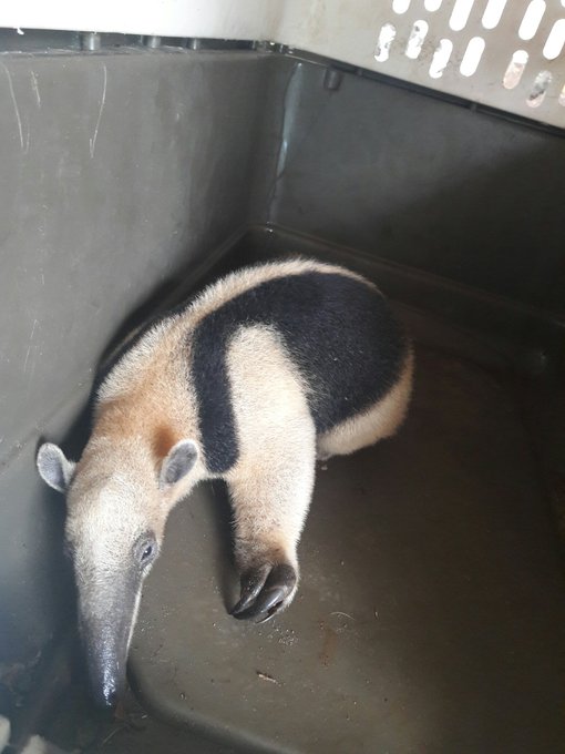 Ver imagen en Twitter