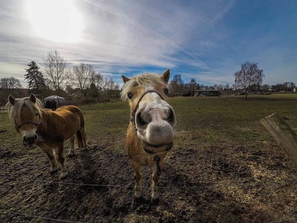 BishopMIDV's tweet photo. #Horse #Nature #EcoPark #Deutchland #Traveler #Photo #Photography #Foto #Fotografia #Gopro #GoproHero5 #GoproSV https://t.co/iTsihnzIqm