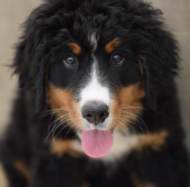 LionsPackers's tweet photo. Top #Amazon Premium #Dog Products For Your 🐶 ➡ https://t.co/5POCXhmm4T ⬅ https://t.co/UOaQpUM2bx #happydog https://t.co/KsWO4xcTrz #giveaway