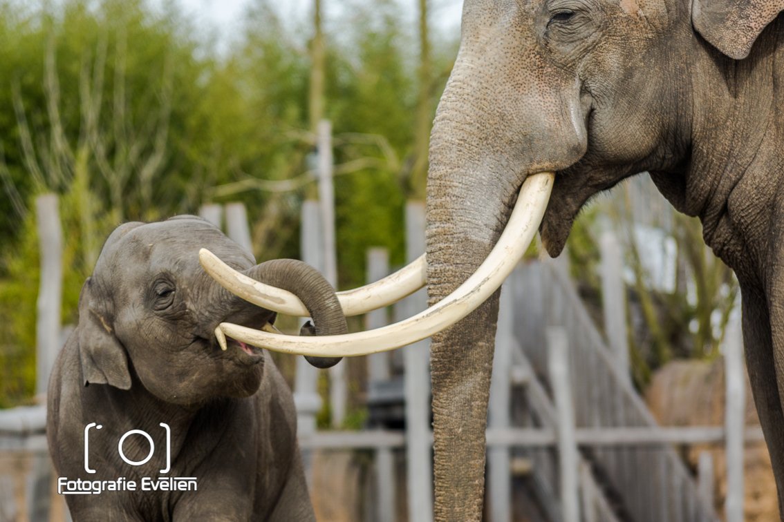 Wildlands Emmen, wat is het prachtig daar. Gisteren enorm genoten.