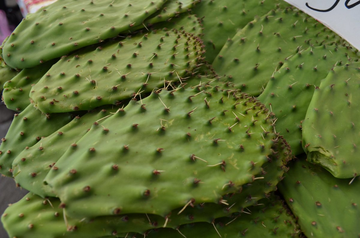 SEPICDMX's tweet photo. El nopal aporta fibras y vitaminas A, B, B2, C y K, compra del que se produce en la capital en la Feria #ConsumeLocalCDMX #Zócalo https://t.co/Nsx7SnHAIs