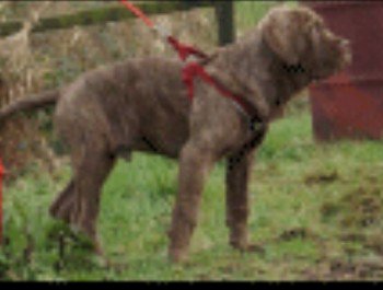 millypod1's tweet photo. #HELP #Lost / #STOLEN Mastiff #PUPPY Male
Millhouse #Antrim #CountyAntrim #NorthernIreland #BT41 https://t.co/LMaFtMho5I https://t.co/eb4xEREWhz