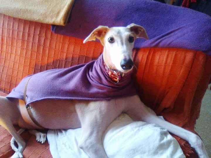 farocaletero's tweet photo. Hoy es el cumple de isis y a tenido sesión extra de mimos y una comida especial para invitar a sus hermanos.
Sigue con nosotros muchos años. https://t.co/483Qa75QWZ