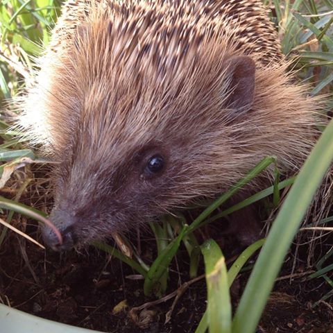 SpikesSanctuary's tweet photo. Great to see #spring is in the air after a long winter! Here's Hilary the #hedgehog doing some exploring 🙂 https://t.co/RjSd5F8WDs