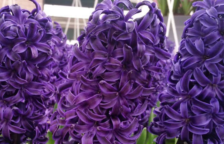 Anyone need a fragrance fix? #Hyacinths #flowertalk #flowers #bulbs #scent #growyourown #n… ift.tt/2n31tp1