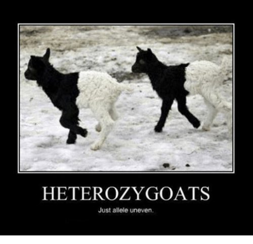 When its that time in library and your brain relates everything to goats