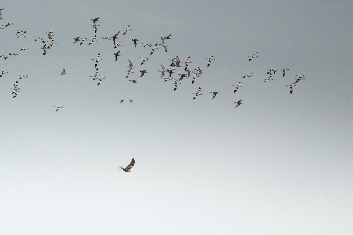 Photographed this Redkite flush 70+avocet @ rspb titchwell this morning both back from extinction :-) #conservationsuccess #titchwellmarsh