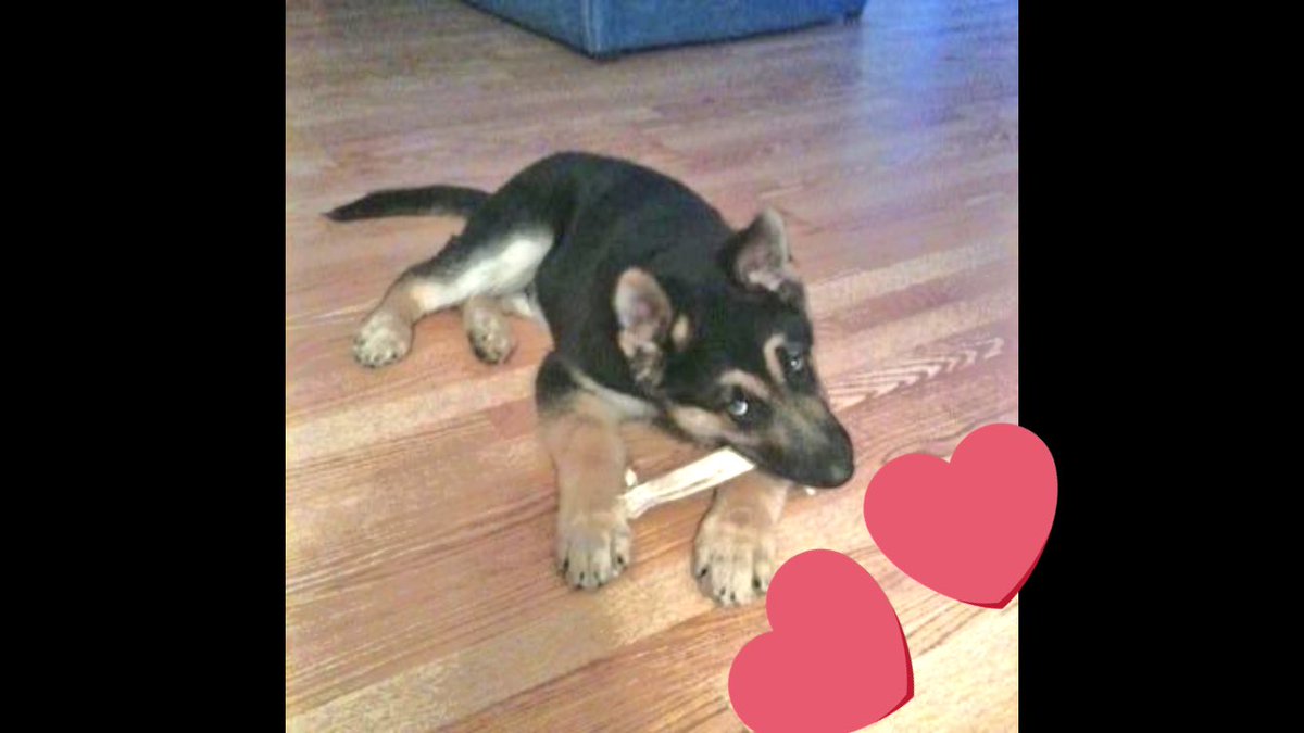 RealMagicYT's tweet image. @RomanAtwood @_little_britt_ @DNR_CREW @justhype @HyperRTs true family ! I miss Zeus so much u was one of a kind I died inside....