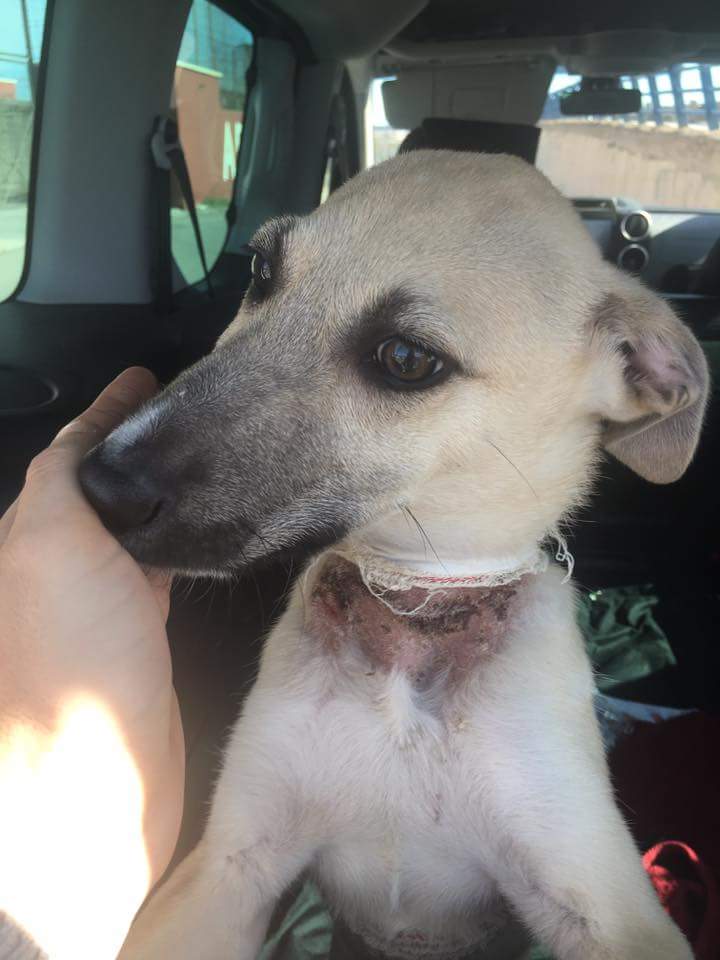 AdopcionesANUA's tweet photo. COHETE. salvado de perrera con el cuello cortado. Tiene solo 4 meses y ya sabe que es el maltrato. Lo adoptas? adopcionesanua@gmail.com https://t.co/UI1Z367pcD
